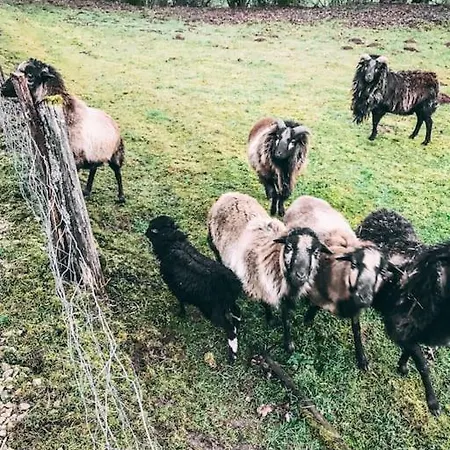 Nyaraló Kuscheliges Eifelhaus Mit Kamin&kino Entertainment Lasel